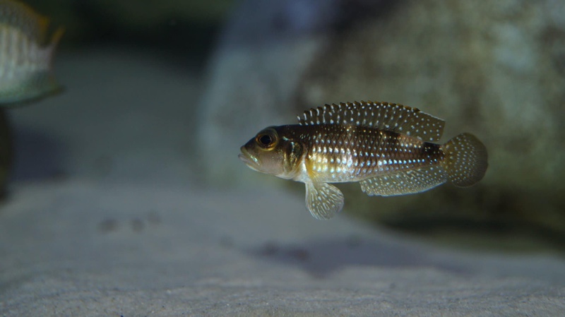 Lamprologus meleagris